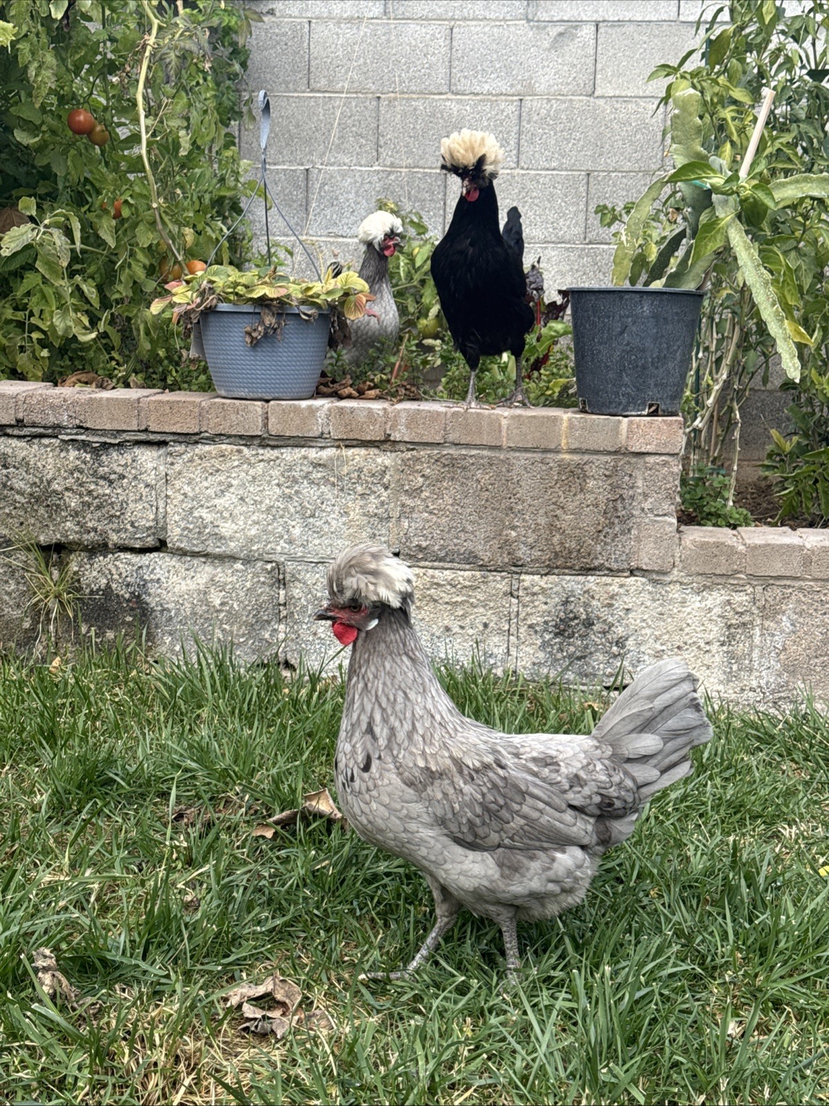 12+ FERTILE CHICKEN PUREBRED POLISH HATCHING EGGS QUICK SHIP USPS PRIORITY MAIL