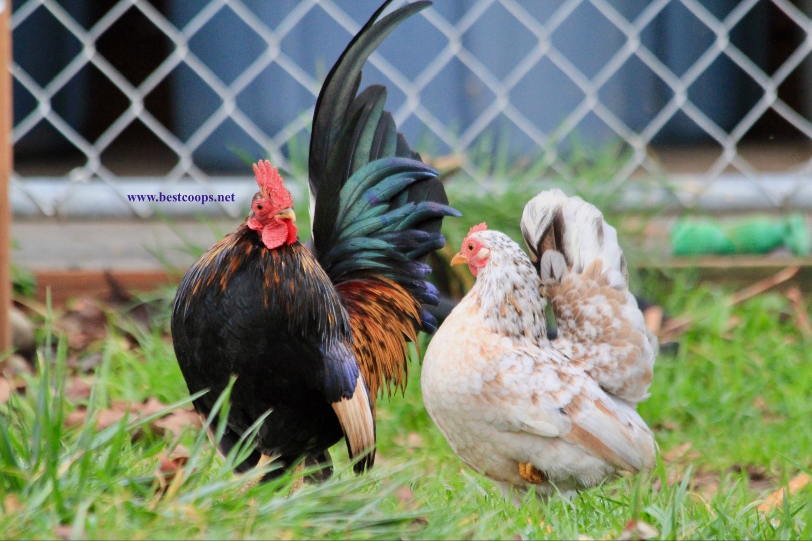 12+ Fertile Show Quality Serama Chicken Hatching Eggs
