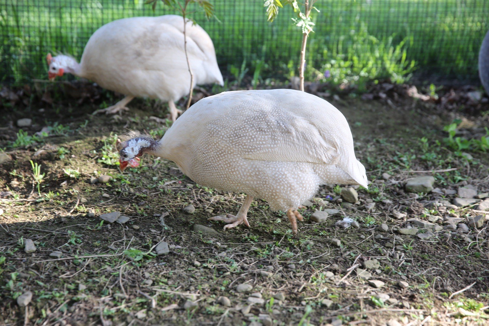10++ NPIP Guinea Hen Hatching Eggs – Assorted Colors – Read Description