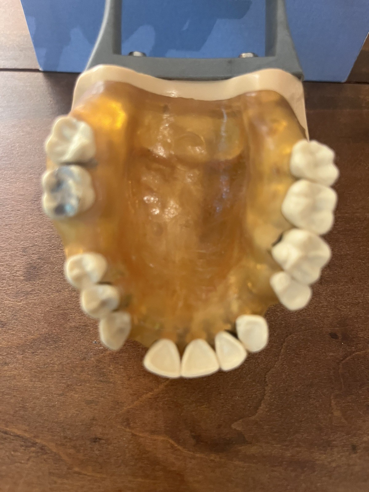 Columbia Dentoform Typodont Articulated 27 Ivorine Teeth Vtg.