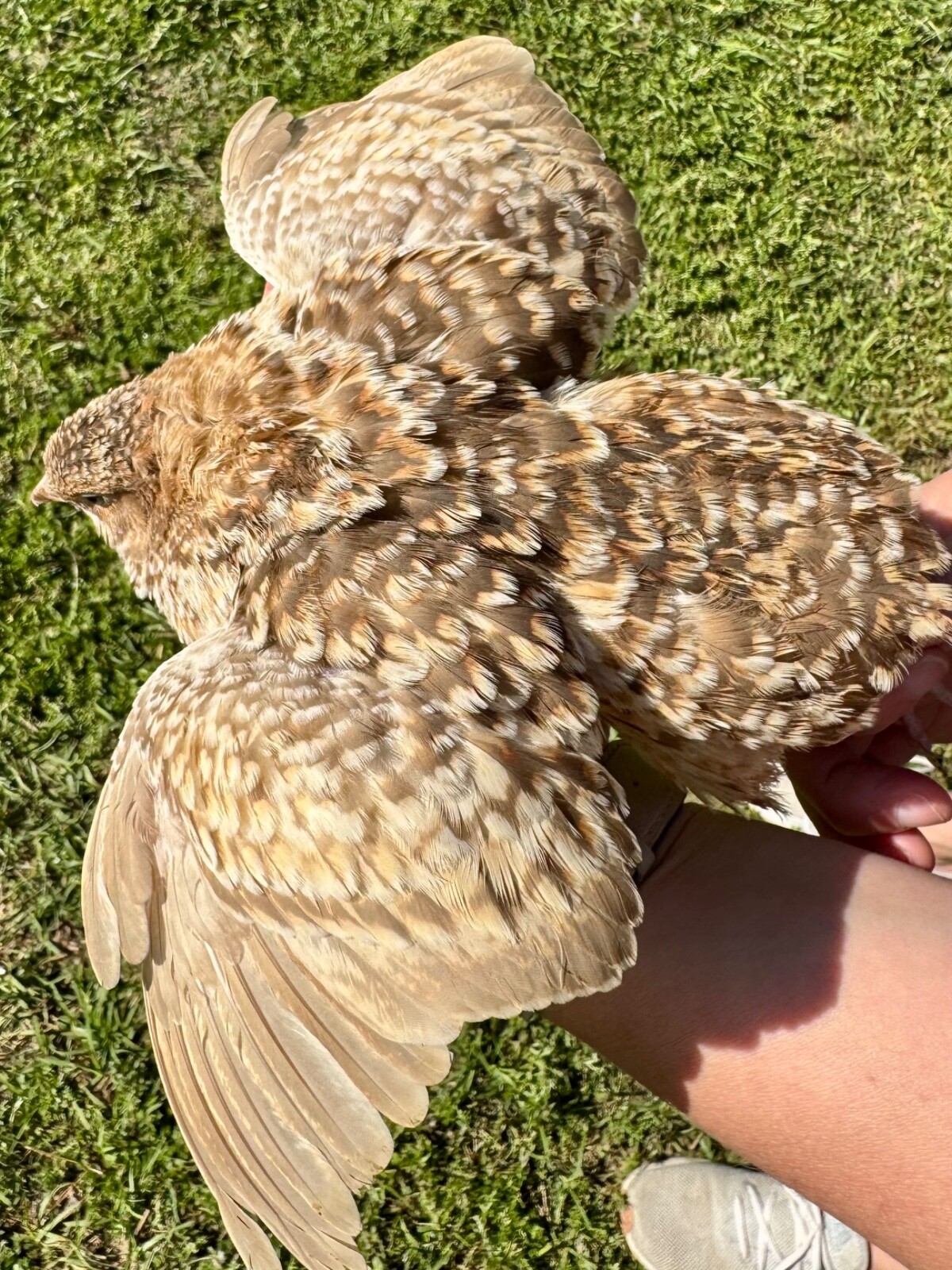 15+ RARE COLORS Coturnix Quail Hatching Eggs NPIP AI Free