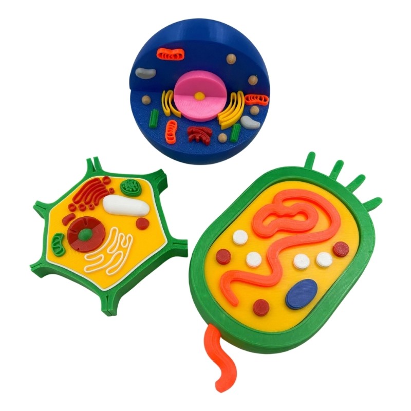 Educational Animal Plant Cell Anatomy Model Biology Teaching Aid For Science Lab