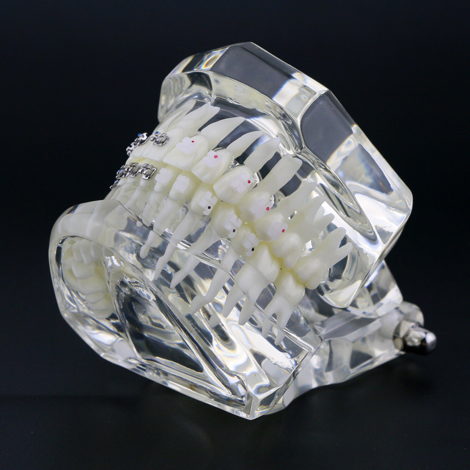 Dental High Quality Material Transparent 3003 Teeth Models With Metal Ceramic