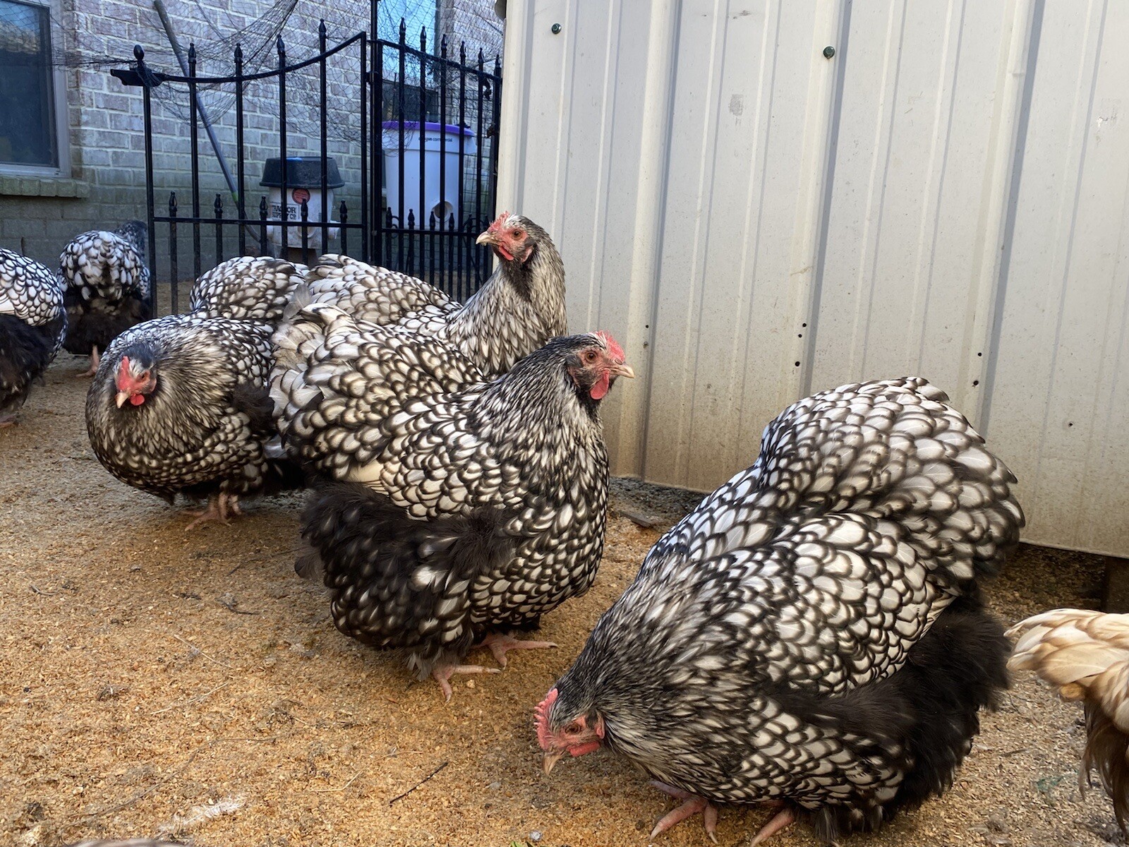 1 Black Silver Laced English Orpington Chicken Hatching Egg