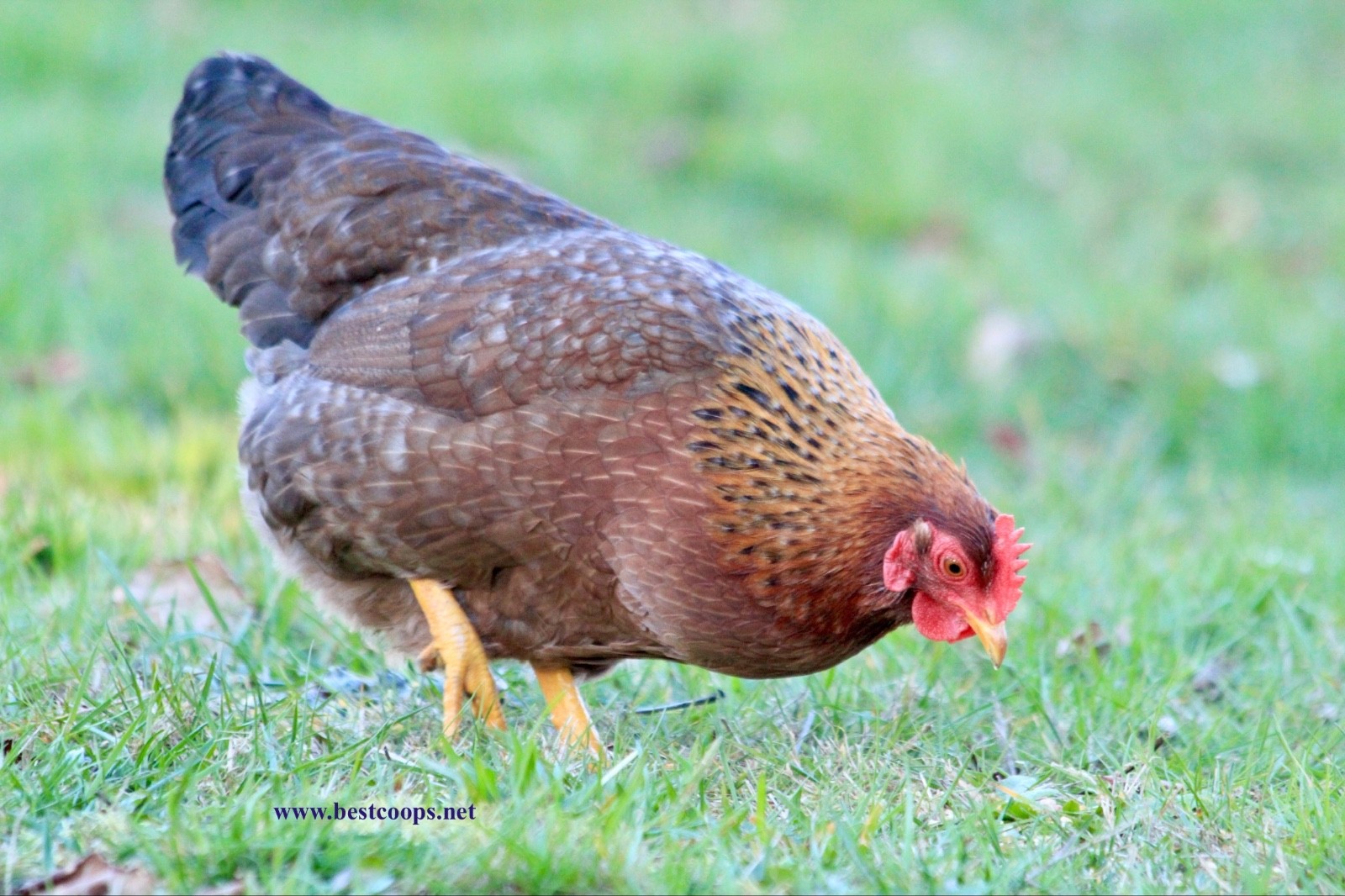 6+ Fertile Bantam Bielefelder Chicken Hatching Eggs