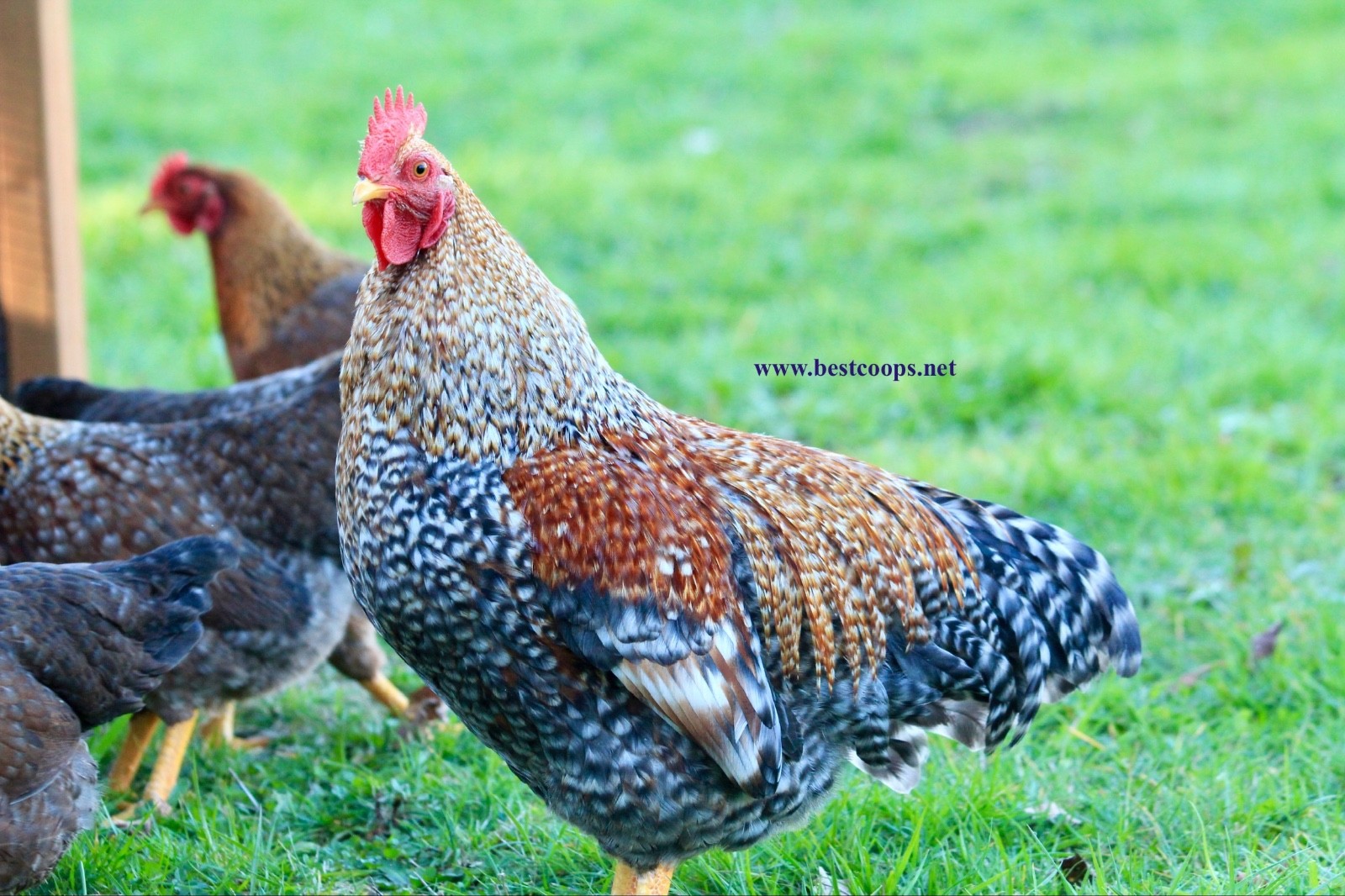 6+ Fertile Bantam Bielefelder Chicken Hatching Eggs