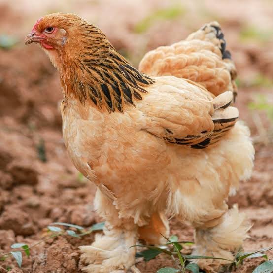 6+ Rare Breed Chicken Fertile Hatching Eggs Silkies, Cochins, Ayem Cemani!