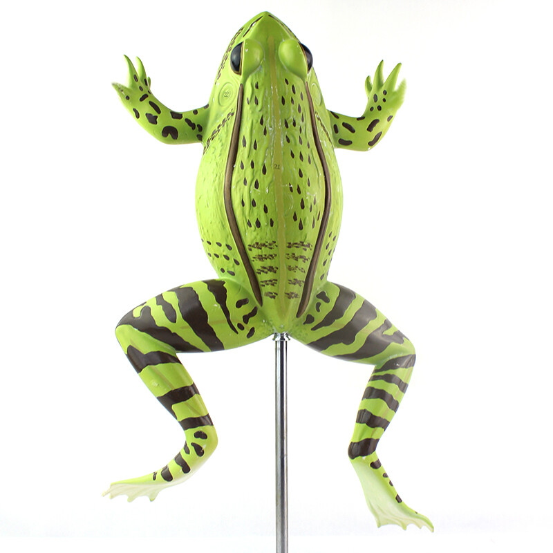 2:1 Size 39cm/1.1kg 5-parts Plastic Frog Animal Anatomy Model Training Aid
