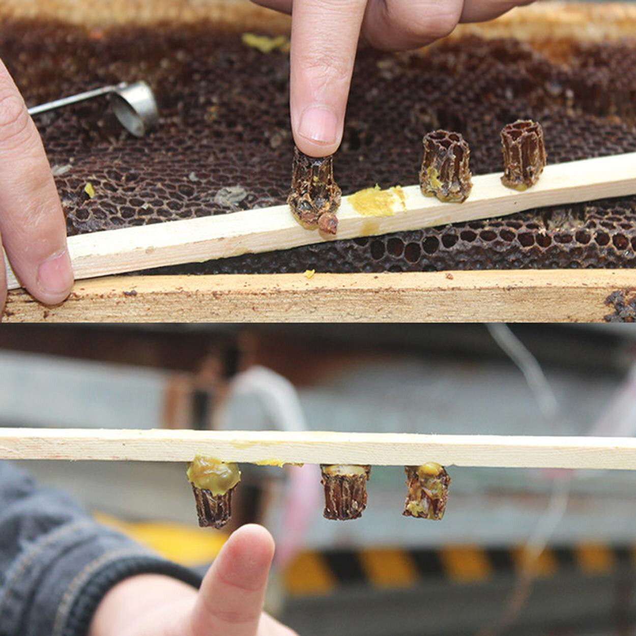No Graft Queen Rearing Kit Comb And Foundation Cutter For Queen Bee Rearing Tool