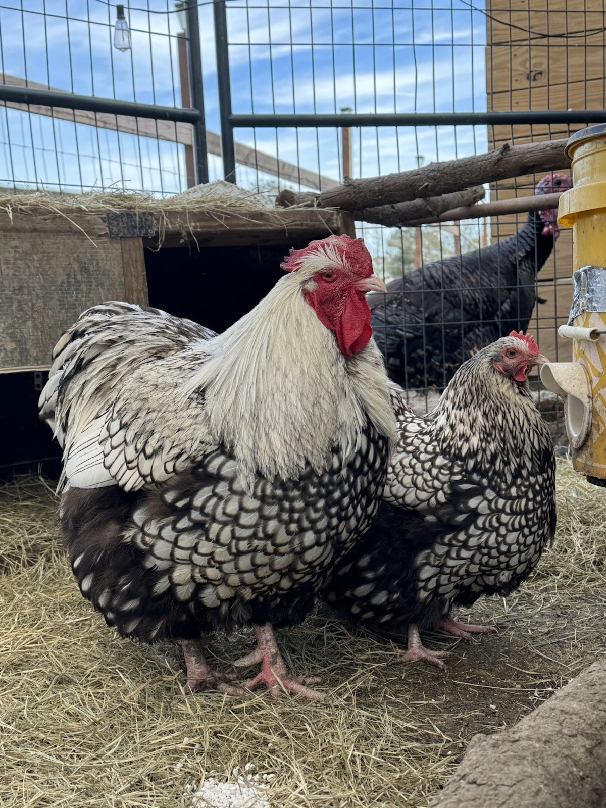 1 Black Silver Laced English Orpington Chicken Hatching Egg