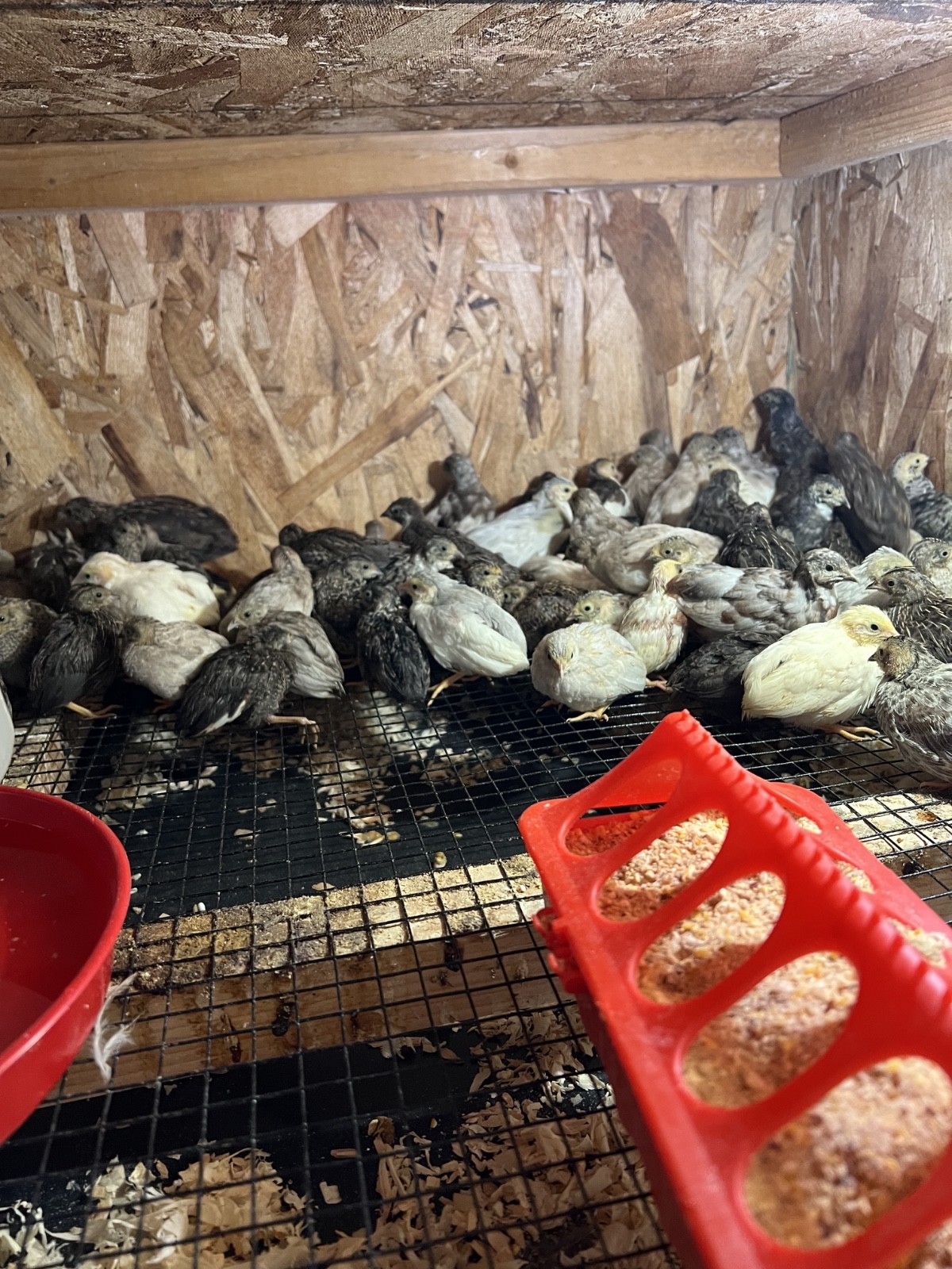 20 Button Quail Hatching Eggs Multiple Colors