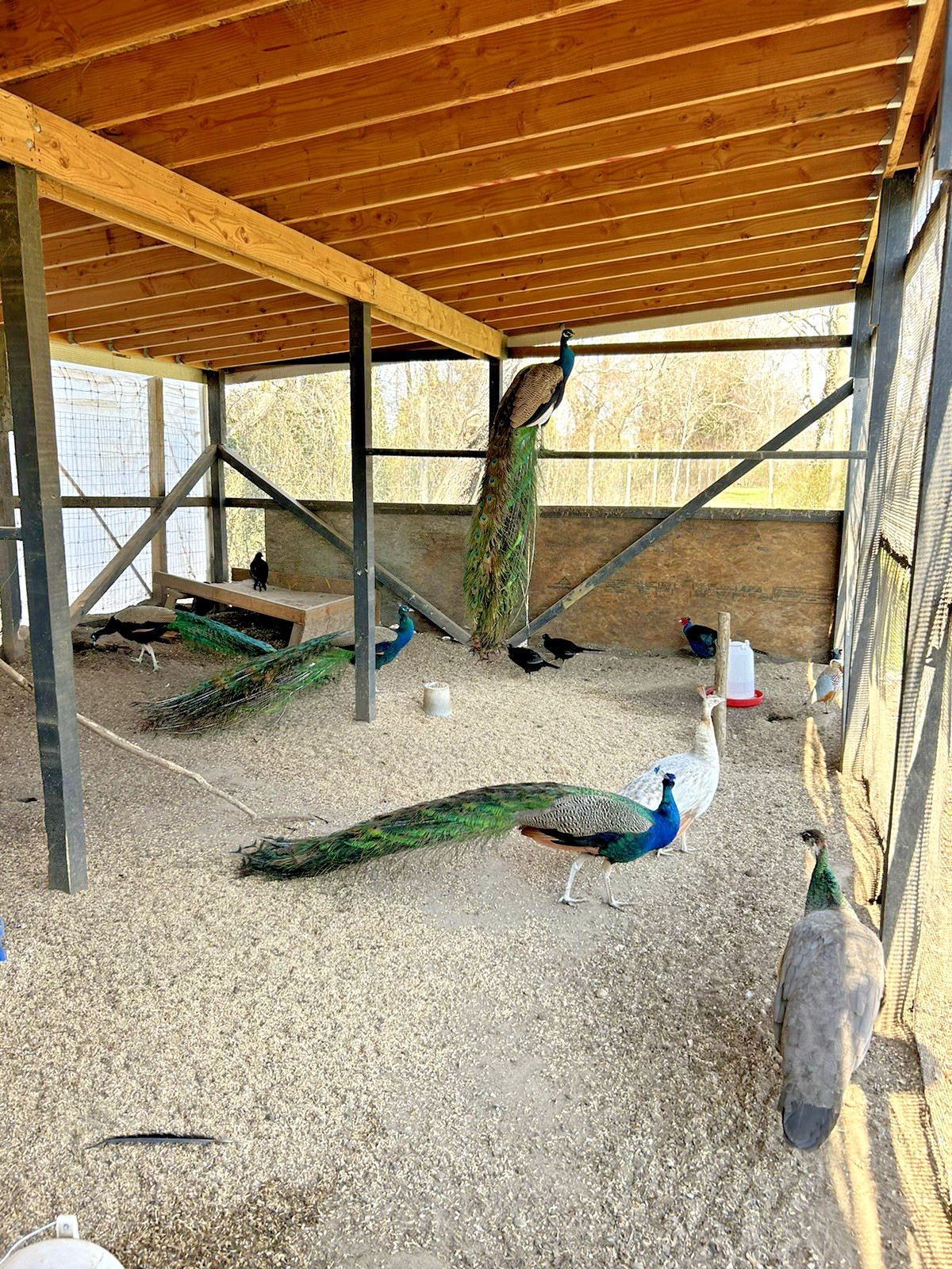 PRE SALE 4 Mixed PEACOCK Hatching Eggs, Ready to Ship IN 7-14 DAYS