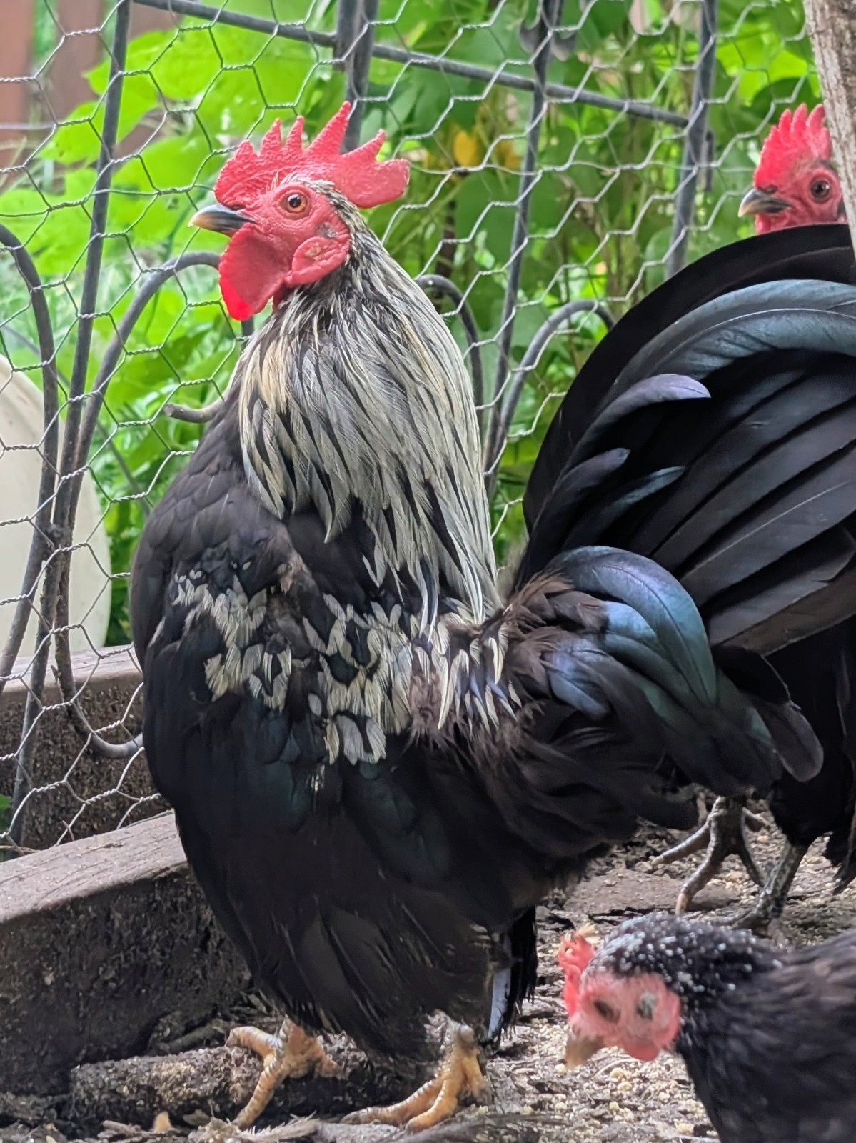10++ eggs: Serama Bantam Chicken Hatching Eggs-Pocket, Teacup, Tiny
