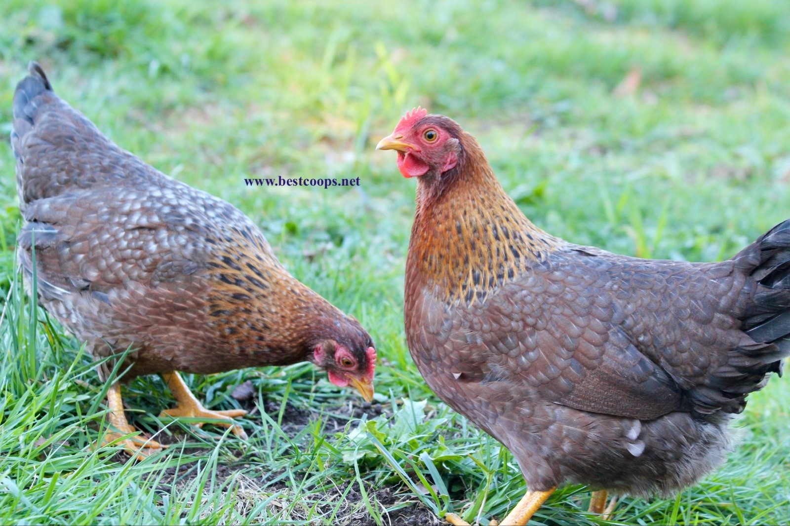 6+ Fertile Bantam Bielefelder Chicken Hatching Eggs