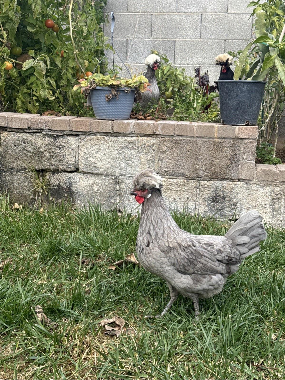 12+ FERTILE CHICKEN PUREBRED POLISH HATCHING EGGS QUICK SHIP USPS PRIORITY MAIL