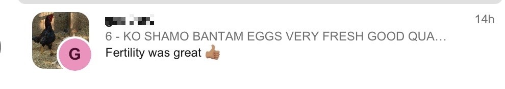 7 KO SHAMO BANTAM EGGS VERY FRESH SUPERB QUALITY these will Ship 2 day FedEx