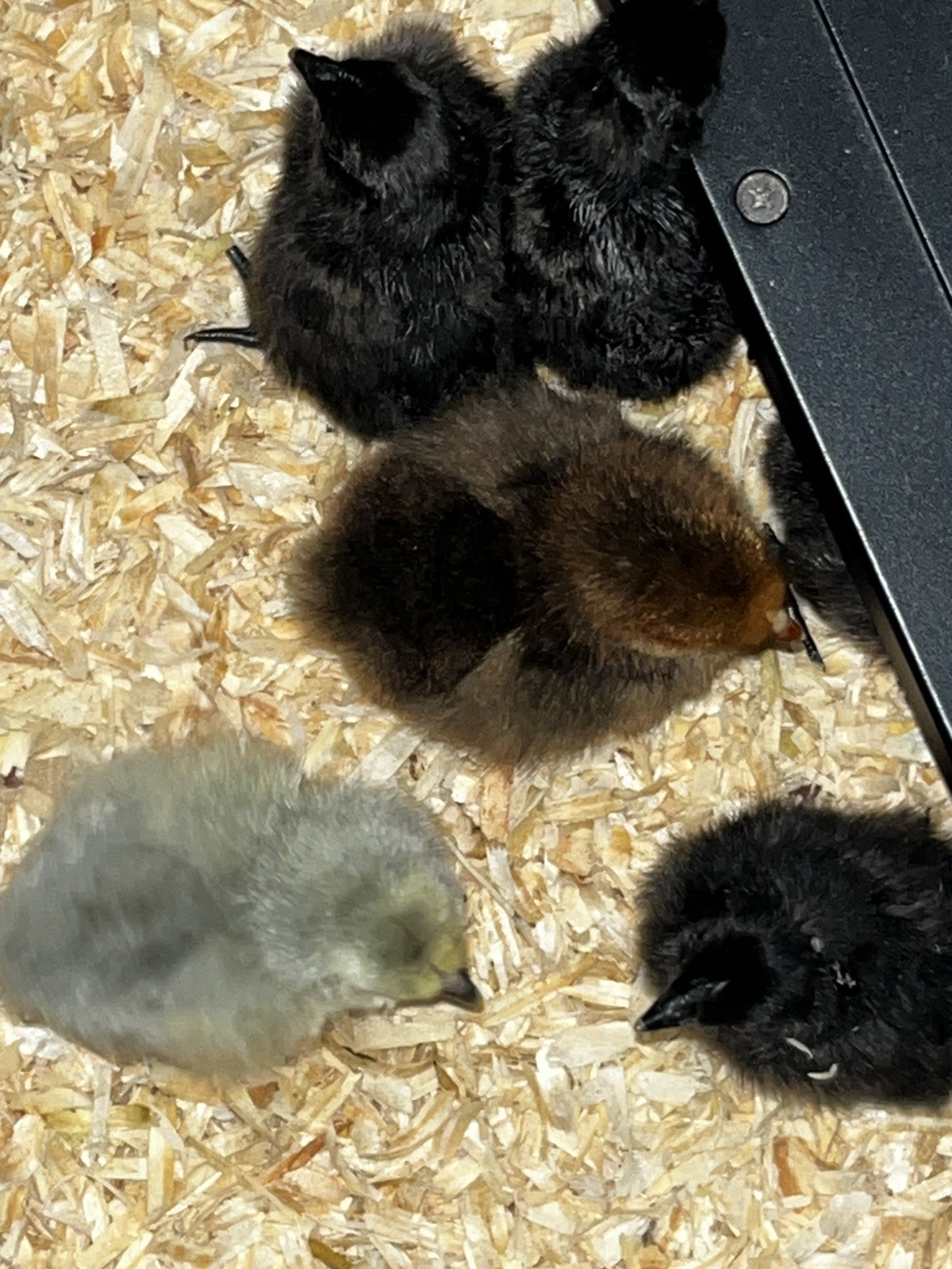 Chicken hatching eggs FBCM rooster over variety of hens (listed in description)
