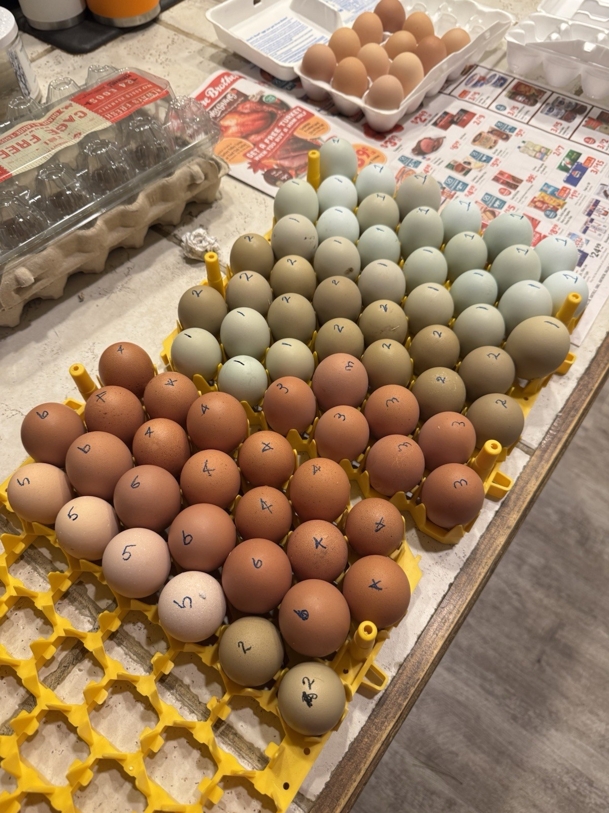 12+ Silverudd Rooster Crossed Rainbow Hatching Eggs