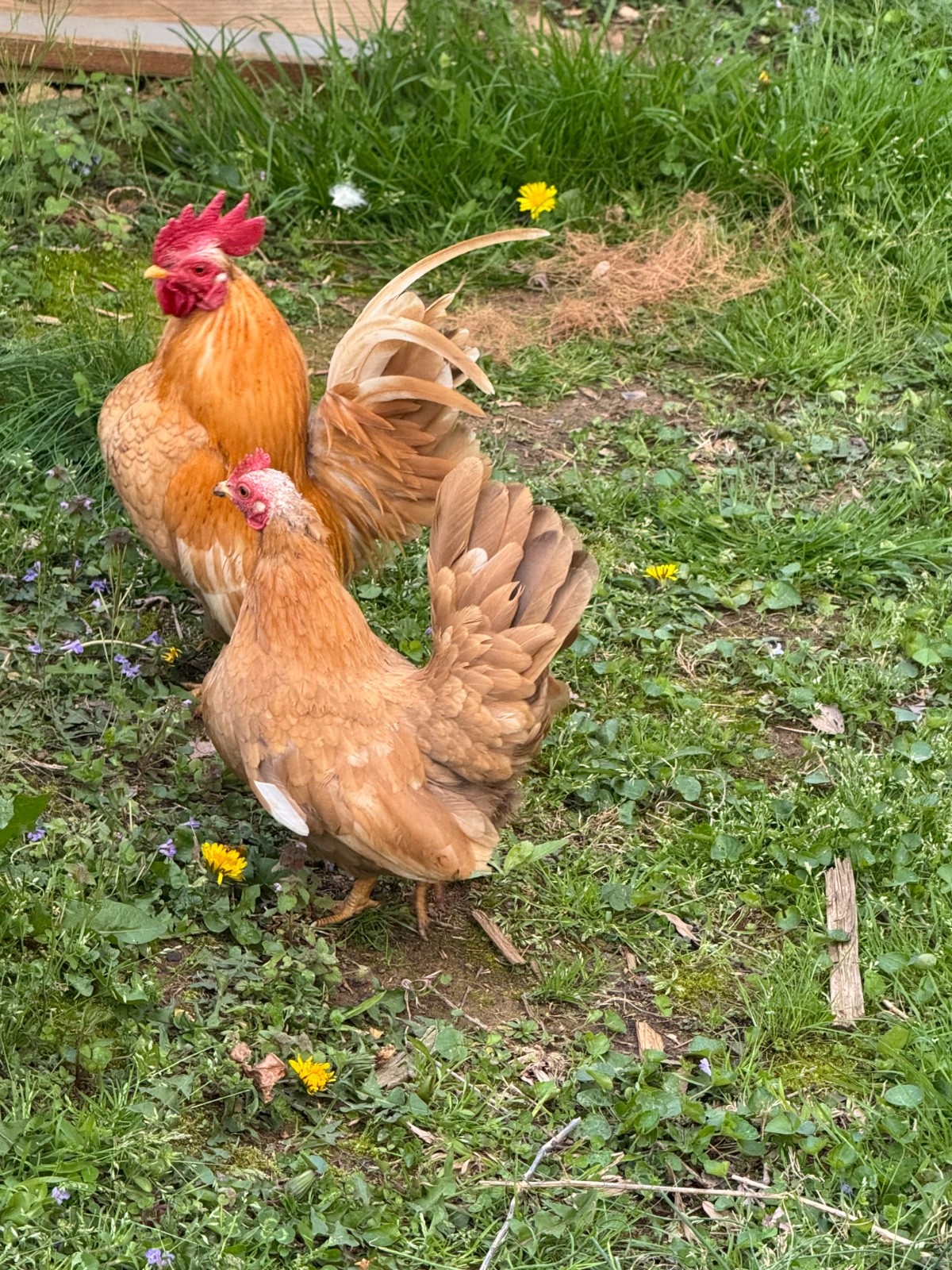 6 + small Show Quality Serama chicken Hatching Eggs