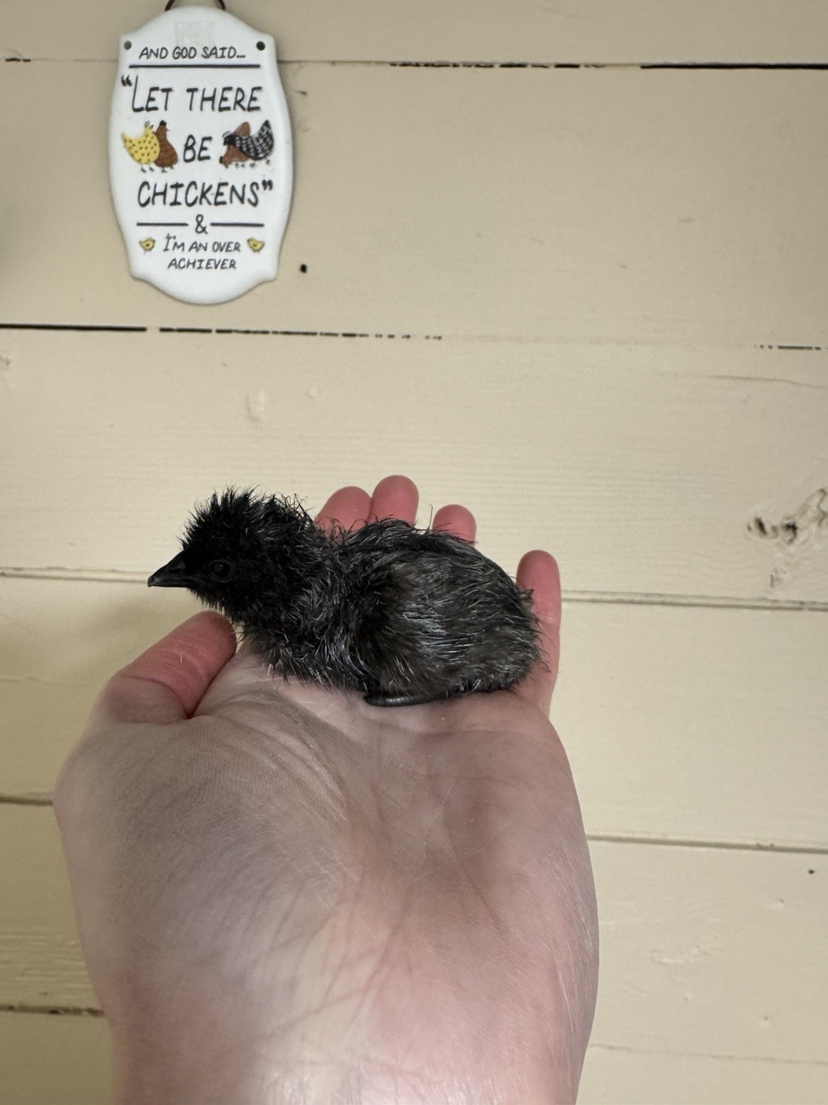 6+ Ayam Cemani Fertile Hatching Eggs Pure Breed All Black Chicken