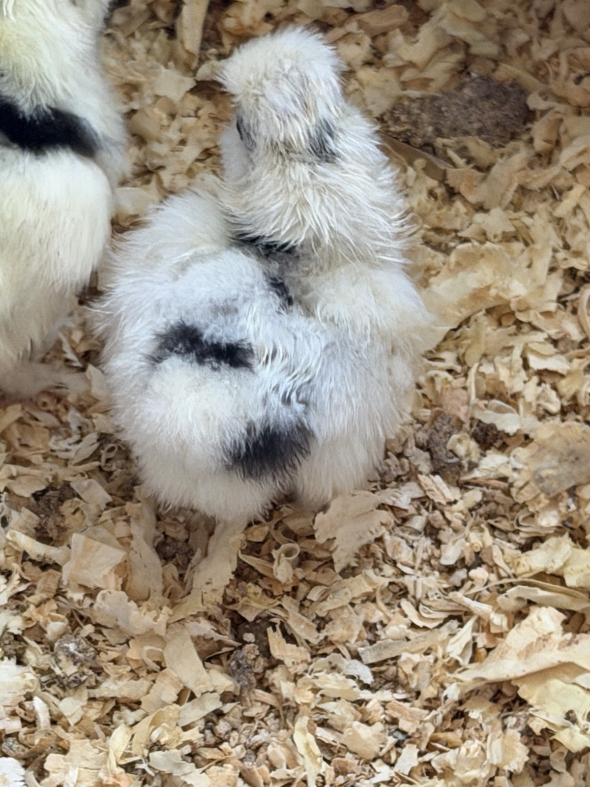 6 Paint Silkie Chicken Hatching Eggs From Show Quality Stock – READ!!!