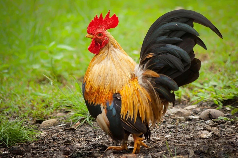 6+ Rare Breed Chicken Fertile Hatching Eggs Silkies, Cochins, Ayem Cemani!