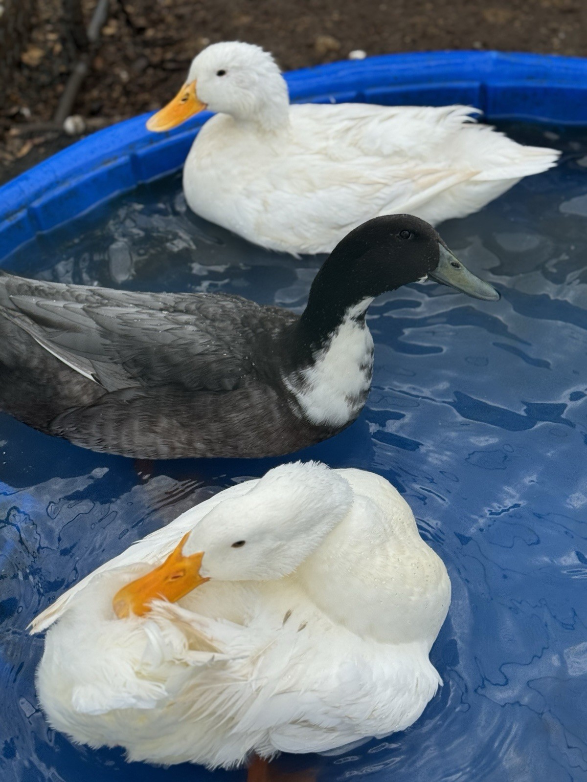 Pekin And Blue Swedish Duck Eggs