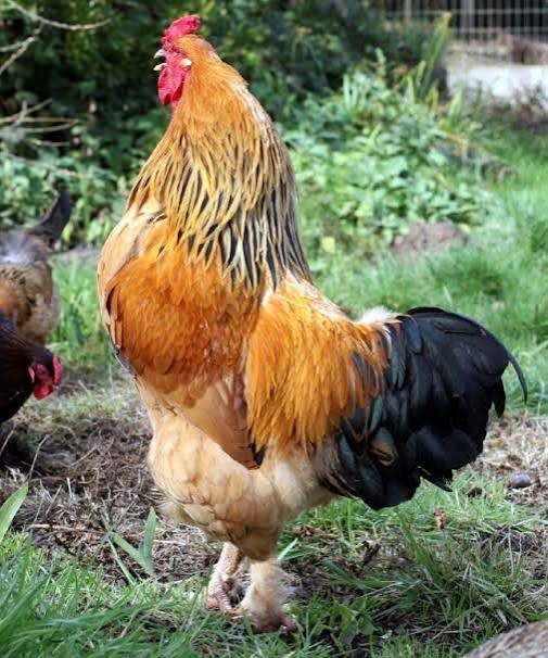 6+ Rare Breed Chicken Fertile Hatching Eggs Silkies, Cochins, Ayem Cemani!