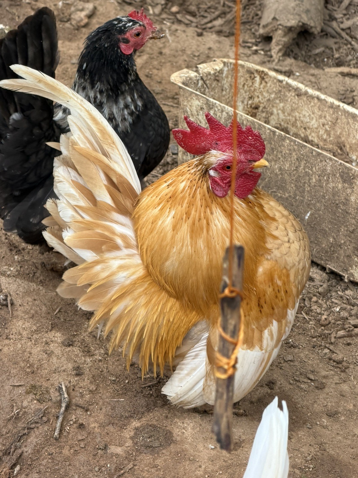 12+ small Quality Serama Chicken Hatching Eggs