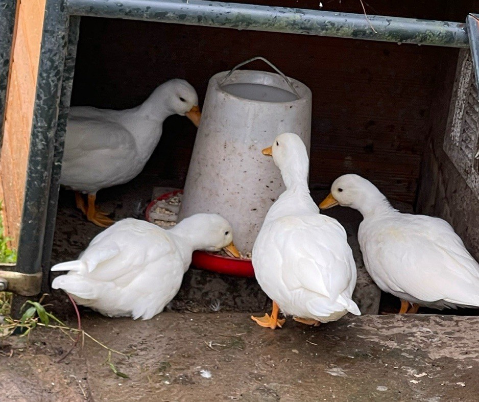 Fertile Pure White Call Duck 6 Hatching Eggs (Rare & Adorable Breed) Ship 3 Days
