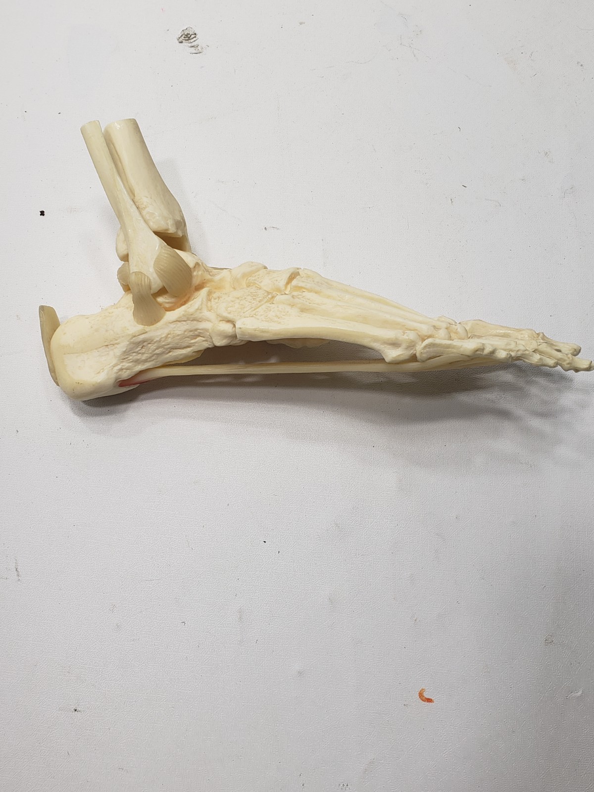 GPI Anatomical Right Foot Ankle Model Ligament Bone Anatomy Display Teaching Aid