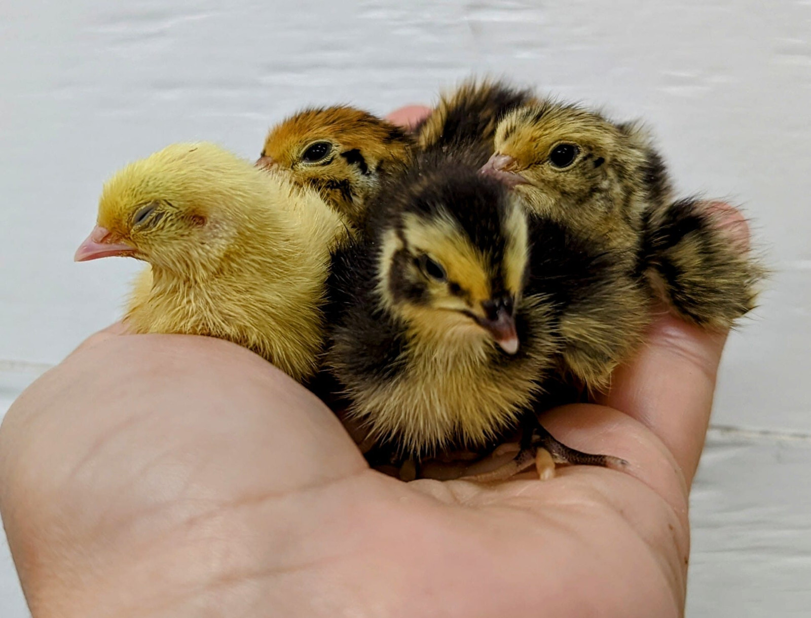 150+ extras Coturnix Quail Hatching Eggs NPIP Flock – UPS Shipping