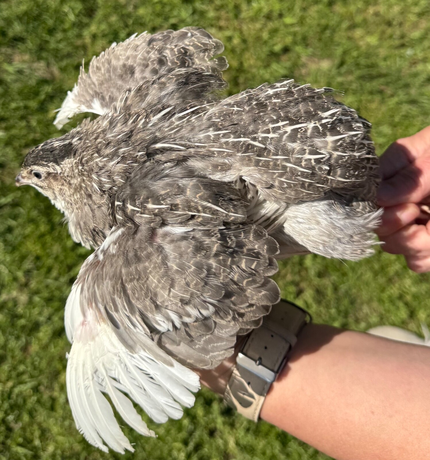15+ RARE COLORS Coturnix Quail Hatching Eggs NPIP AI Free