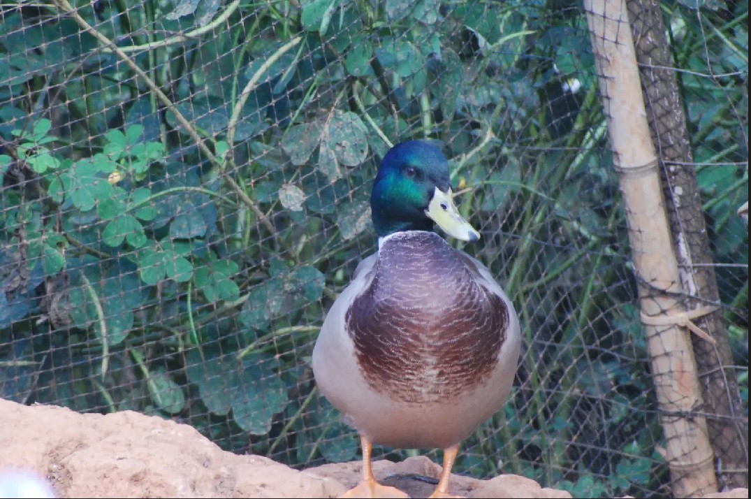 mallard duck hatching eggs x 6 NPIP certified