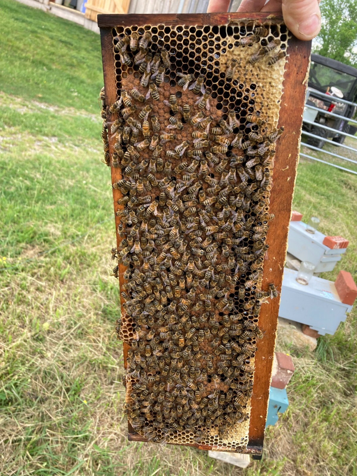 Live Caucasian Honey Bee Queen 50% * Mated, Marked & Laying * Ships 7-6-2026