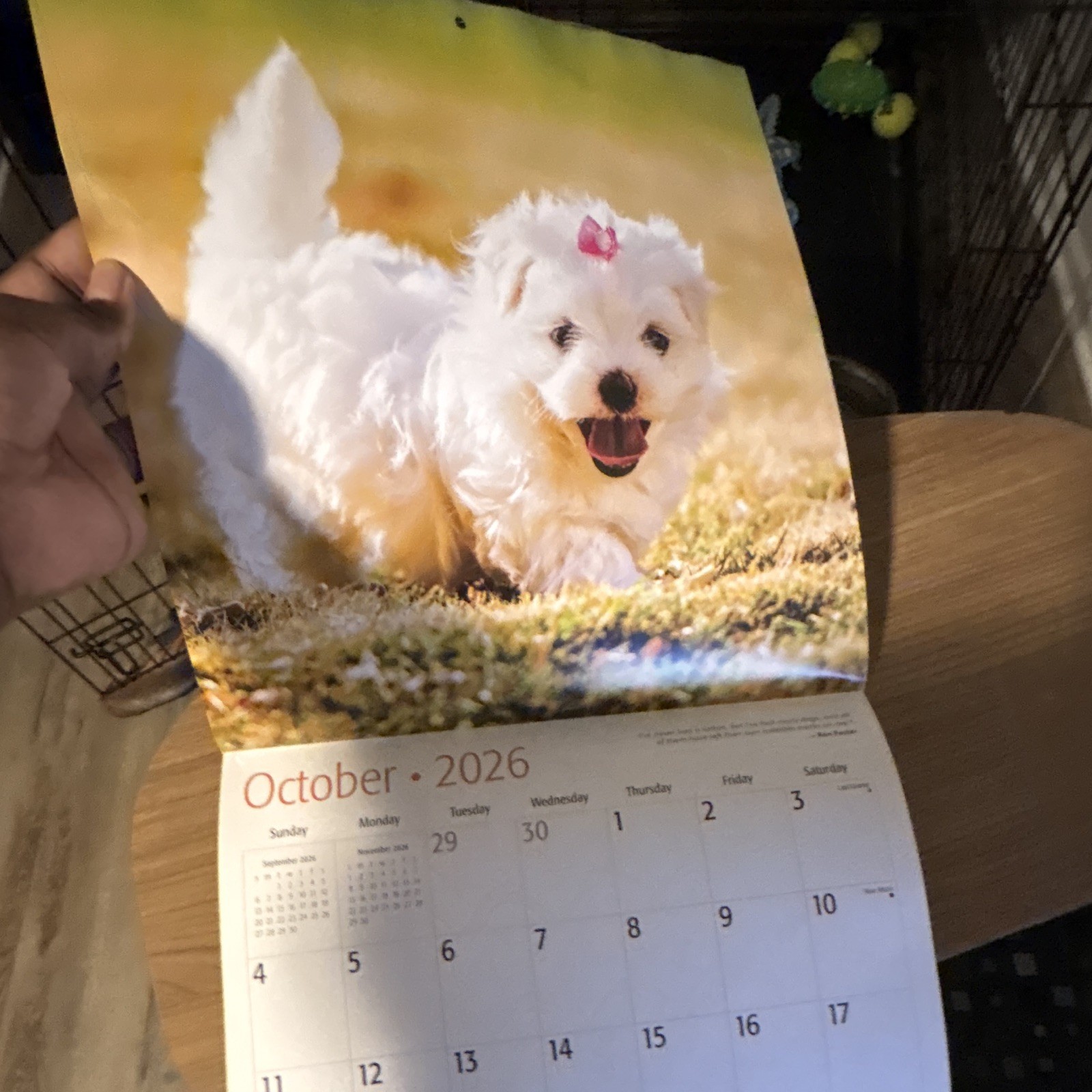 Red Ember Maltese Puppies Wall Calendar 2026 12-Month Calendar