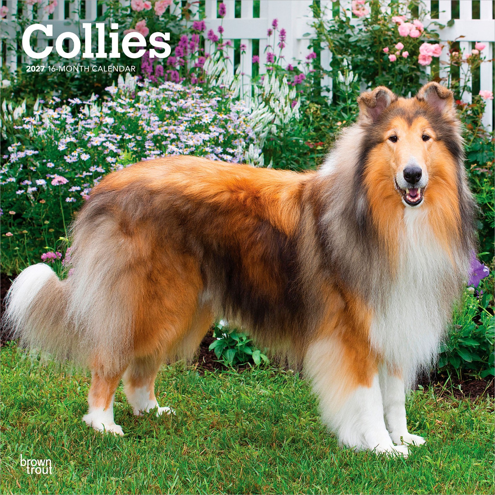 Collies | 2027 12×24″ (Hanging) Monthly Wall Calendar | Plastic-Free