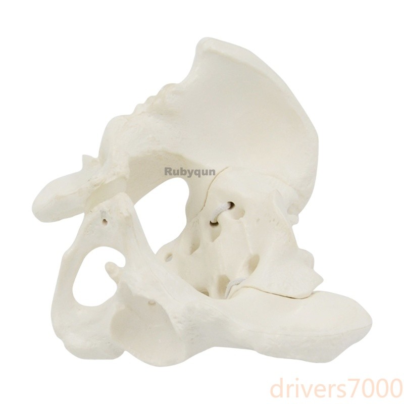 Mini Flexible Female Pelvis Model on Elastic, Mini Size Pelvic Skeleton Model