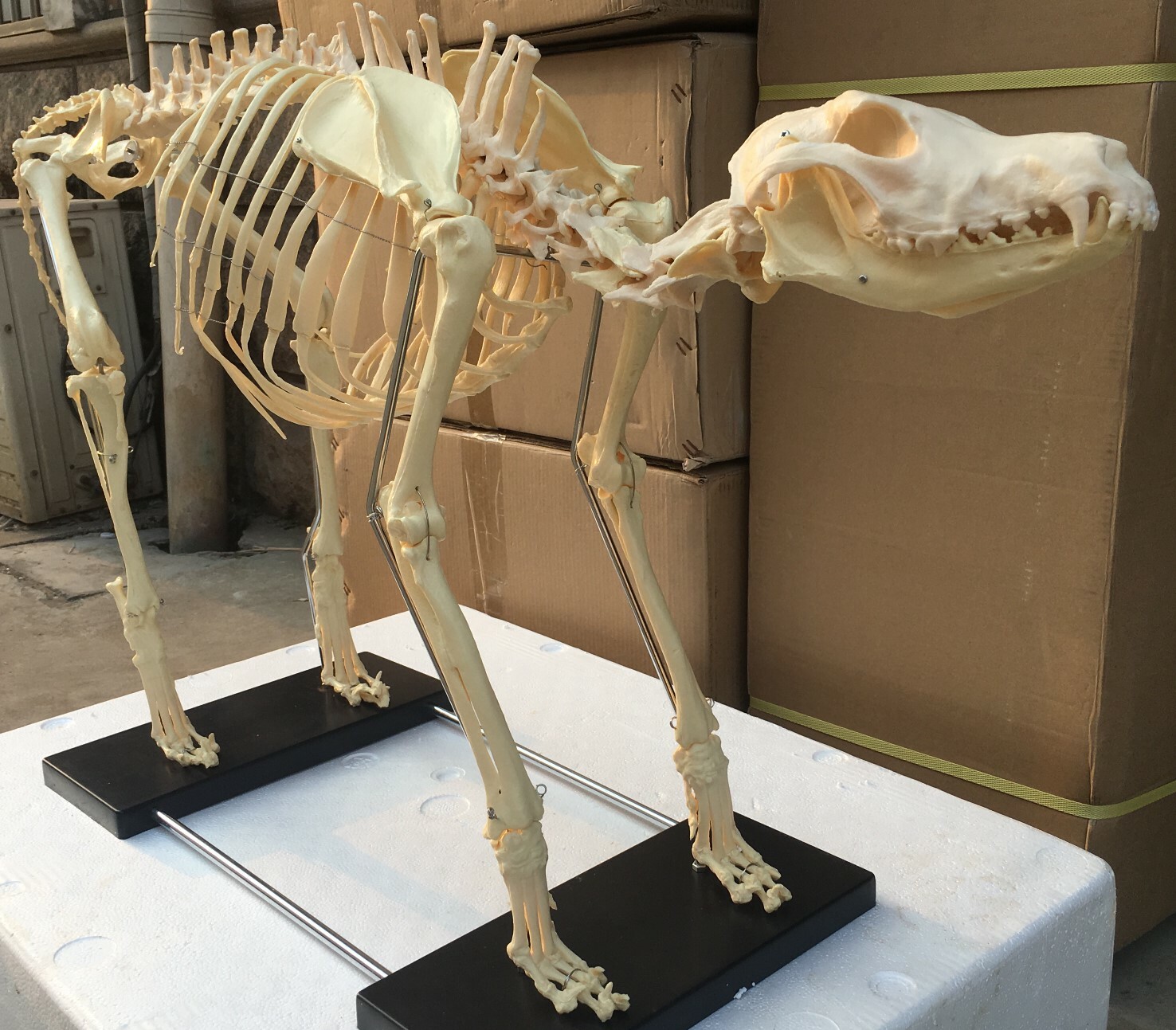 Canine Dog Skeleton LARGE SIZE Model – LFA #2016 49″ x 23″