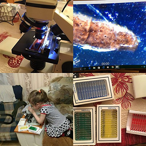 60Pcs Prepared Microscope Slides Specimen Animals Insects Plants Flowers Sample.