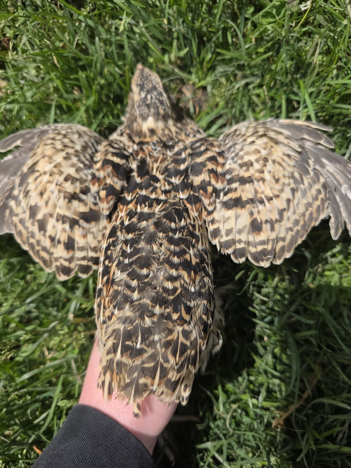 24 (2 dozen) quail hatching eggs coturnix mixed with jumbo all colors