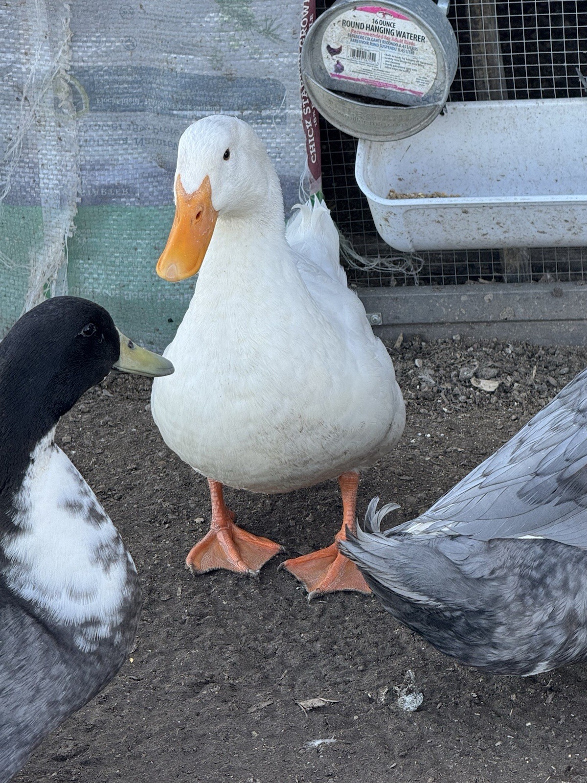 Pekin And Blue Swedish Duck Eggs