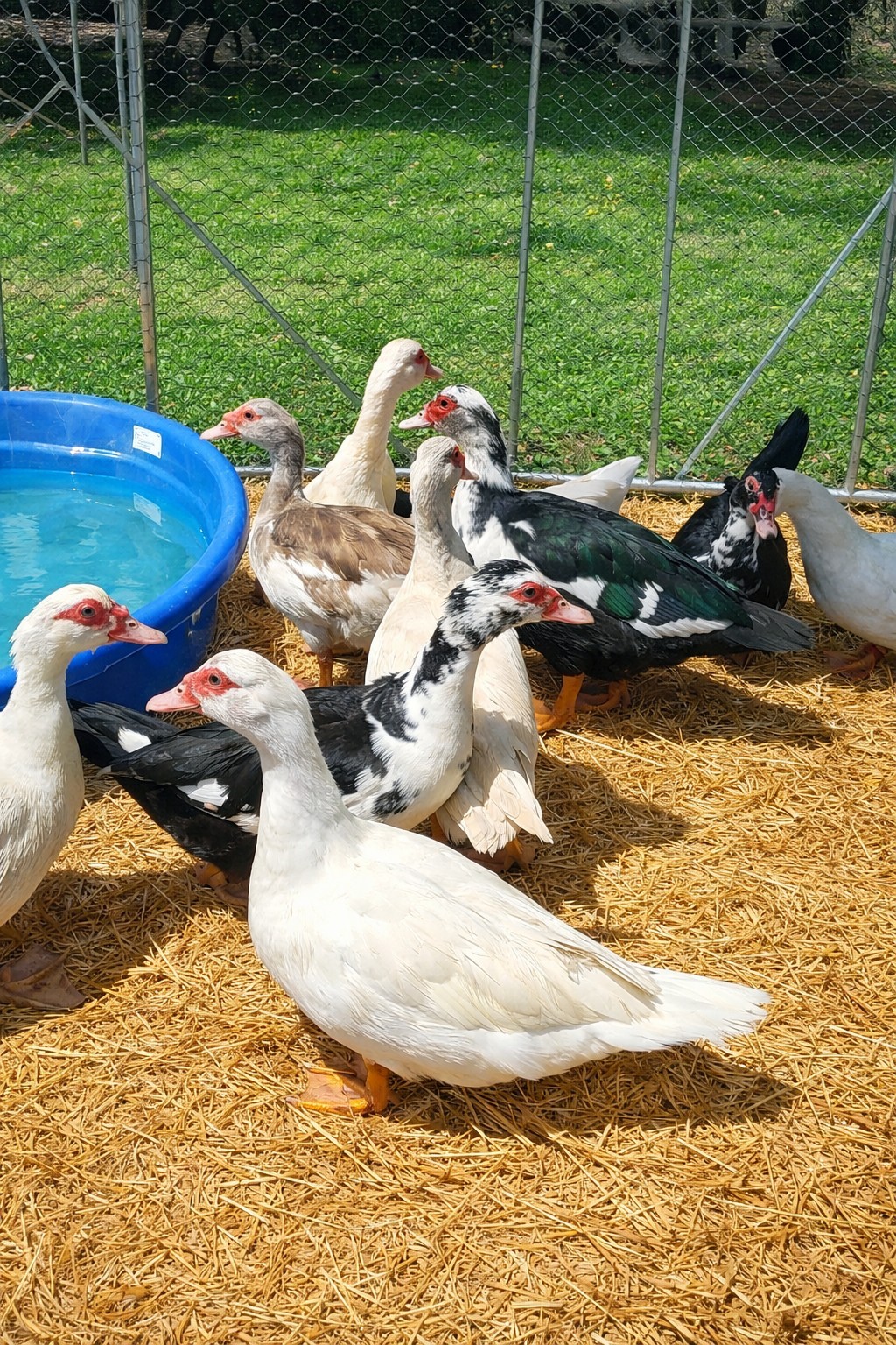 15+ Purebred Fertile Muscovy Duck Hatching Eggs (Rare Colors)
