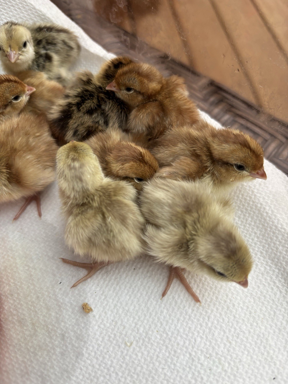 24+ Mixed Bobwhite Hatching Eggs