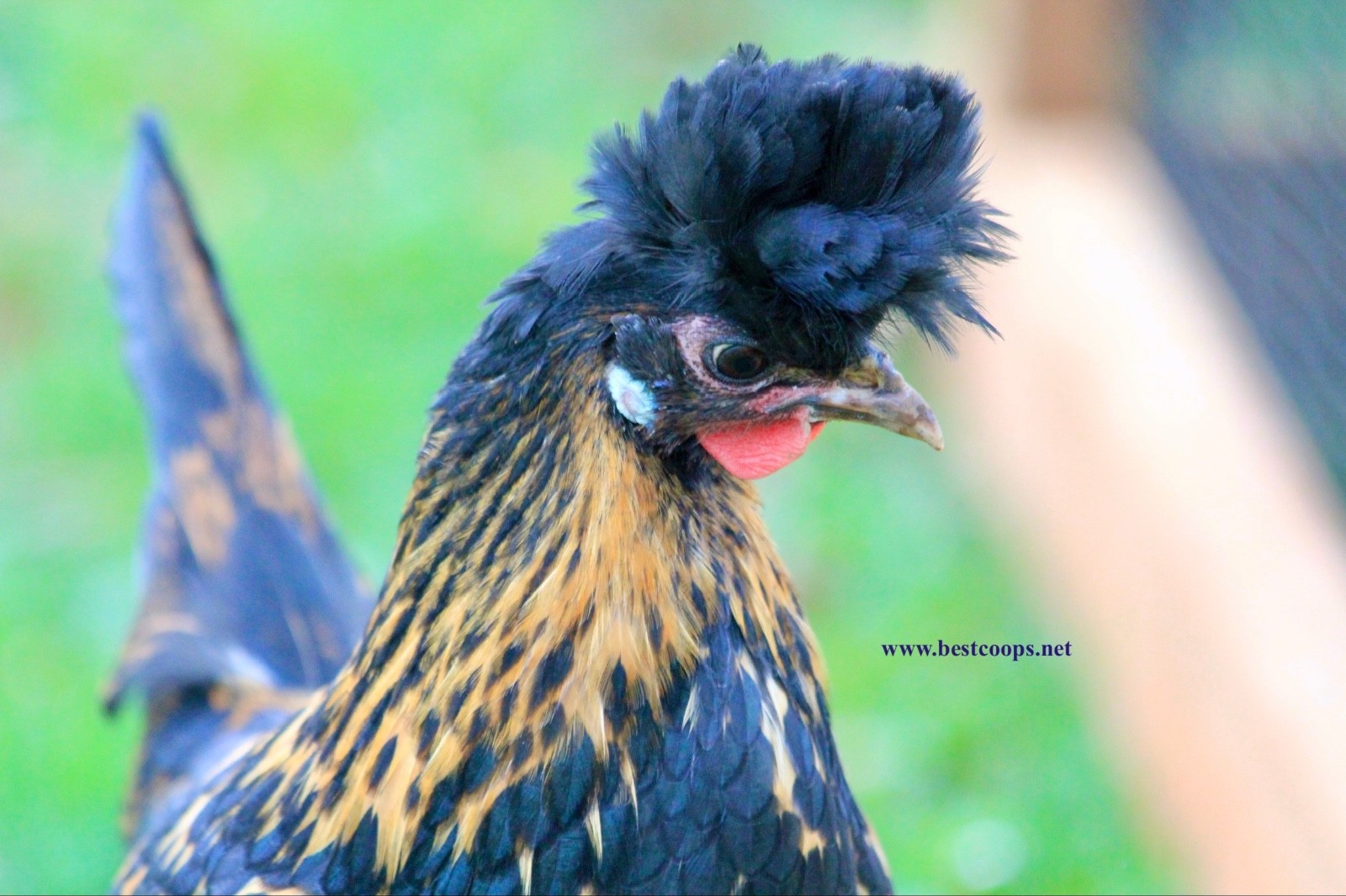 10+ Gold Appenzeller Chicken Hatching Eggs