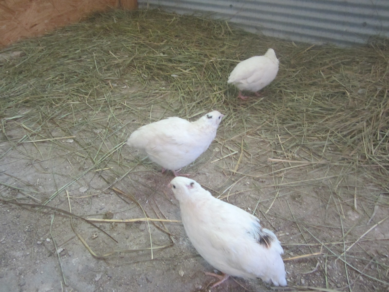 30 Extra large Jumbo white/Texas A&M hatching eggs HEATED shipping