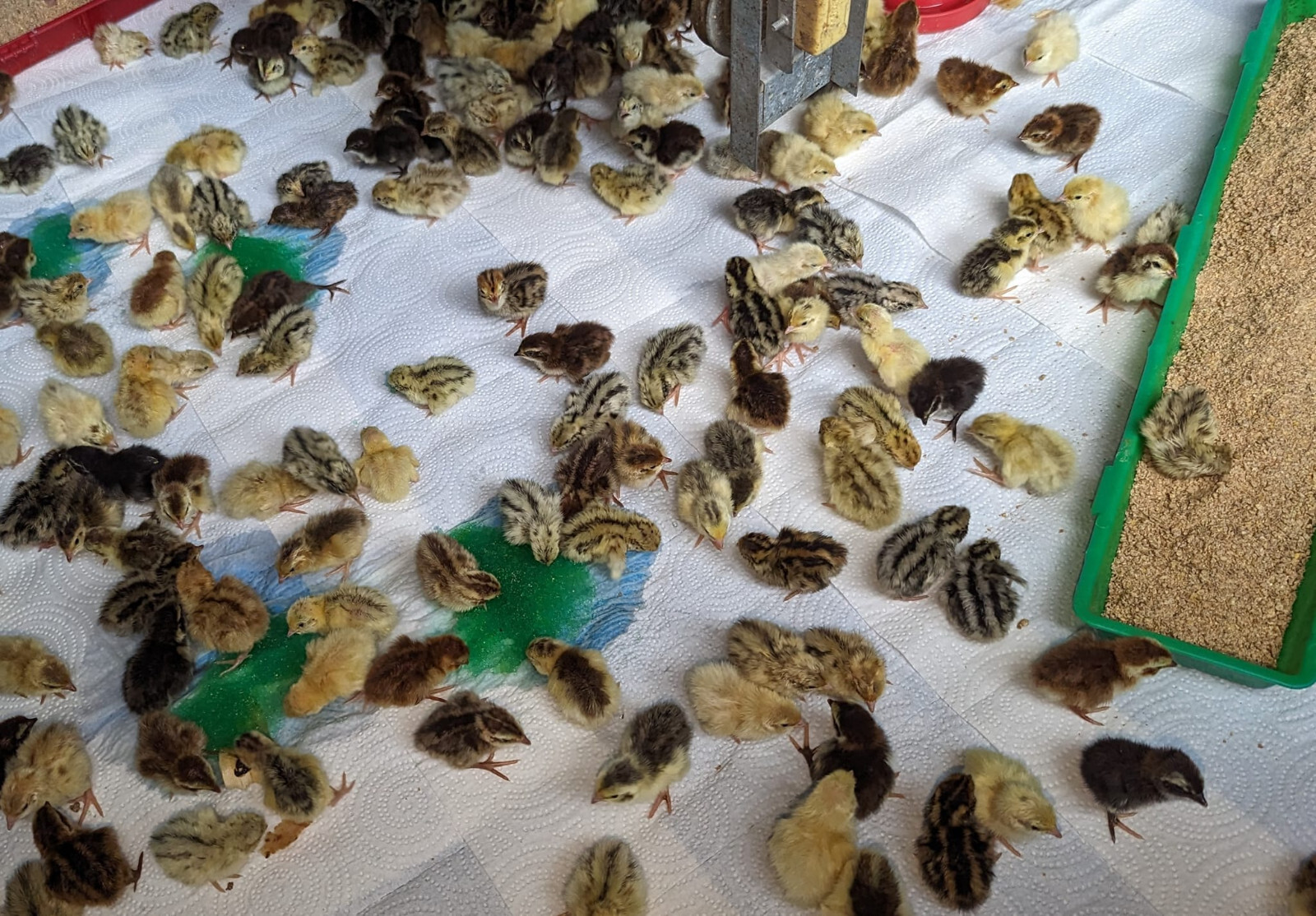 150+ extras Coturnix Quail Hatching Eggs NPIP Flock – UPS Shipping