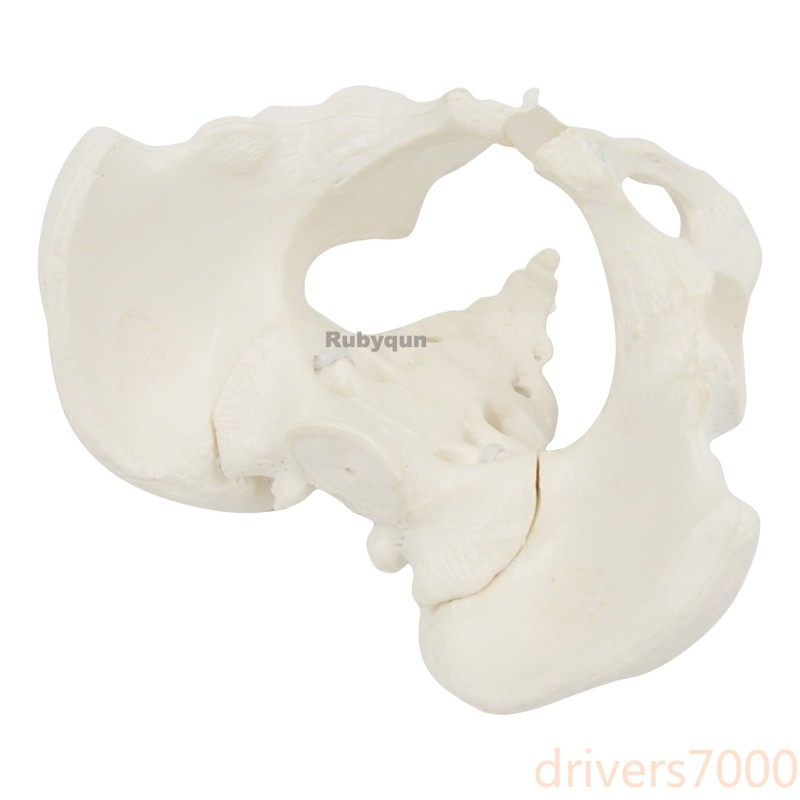 Mini Flexible Female Pelvis Model on Elastic, Mini Size Pelvic Skeleton Model
