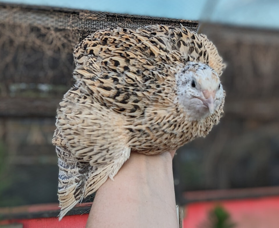 150+ extras Coturnix Quail Hatching Eggs NPIP Flock – UPS Shipping
