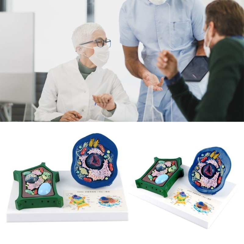 Educational Animal Plant Cell Anatomy Model Biology Teaching Aid For Science Lab